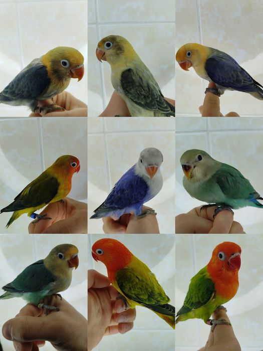 Ручные попугаи разных видов