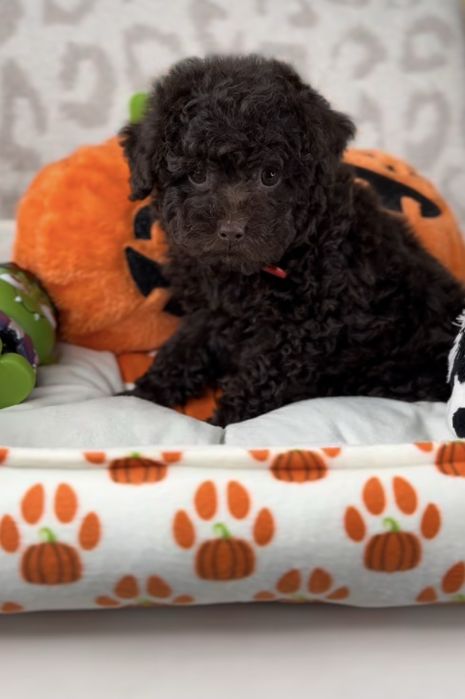 Пудел Той момченце шоколад