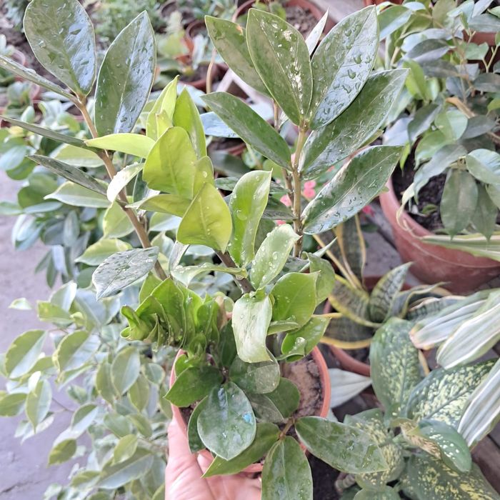 Домашние цветы Мырзакент