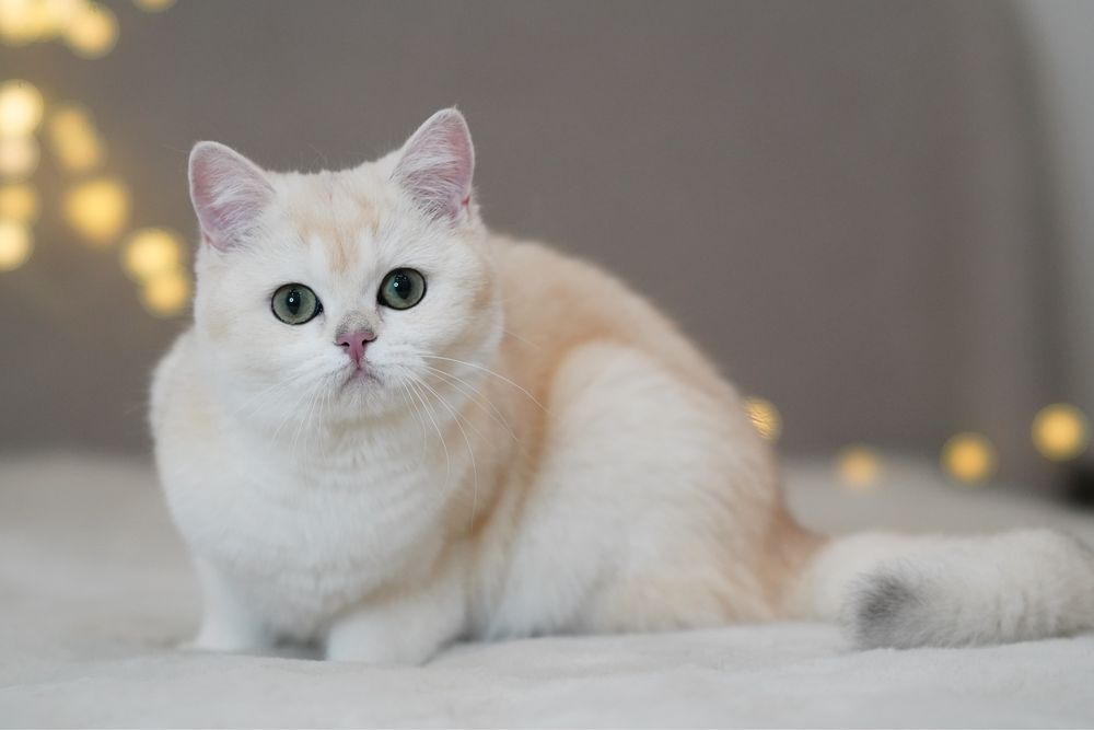Британская шиншилла