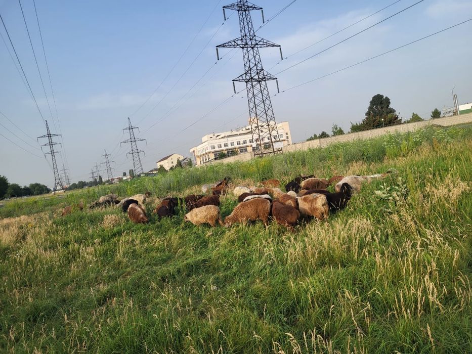 қой токты ешкілер сатылады