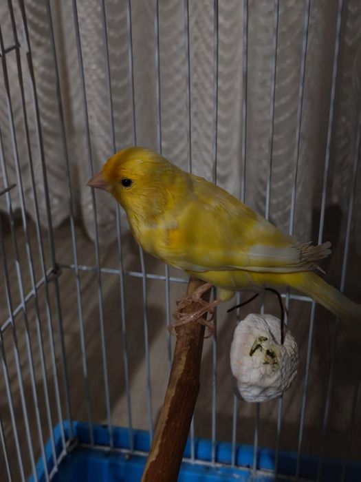 Продается канарейка, 2 года, пение тройник