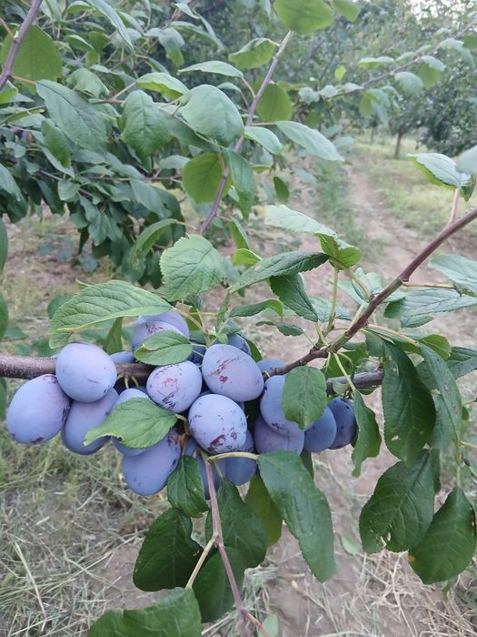 Prune. Soi Piteștean și centenar.