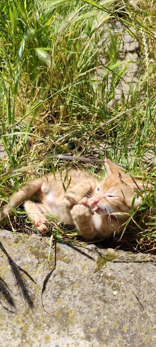 ПОДАРЯВАТ СЕ! 4 Мъжки 2 Женски котенца