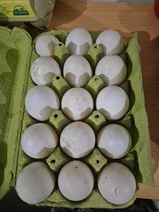 Ouă proaspete de rață