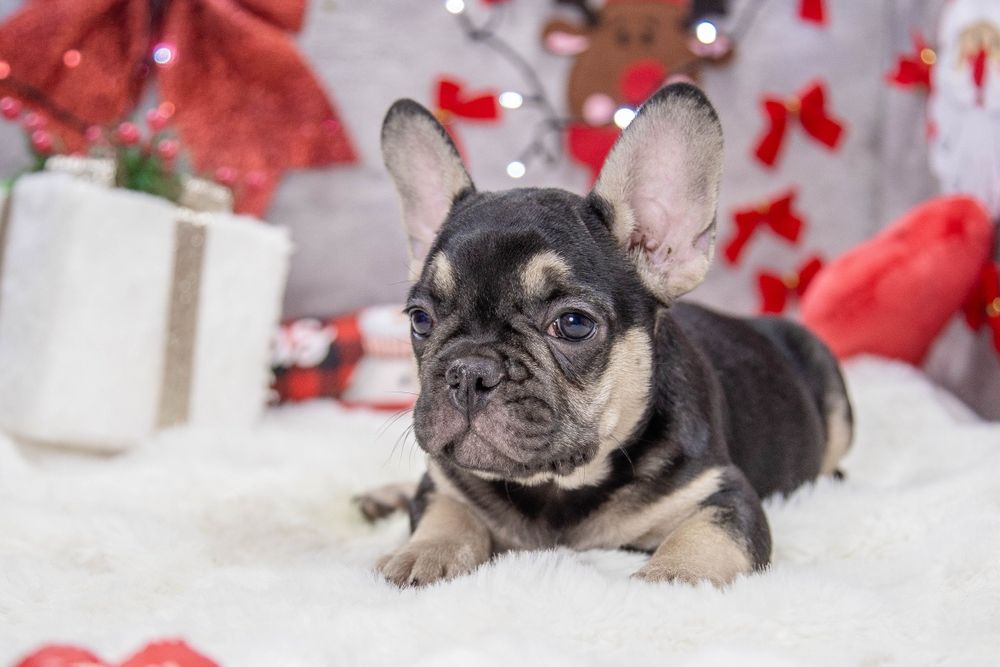 bulldog francez black tan