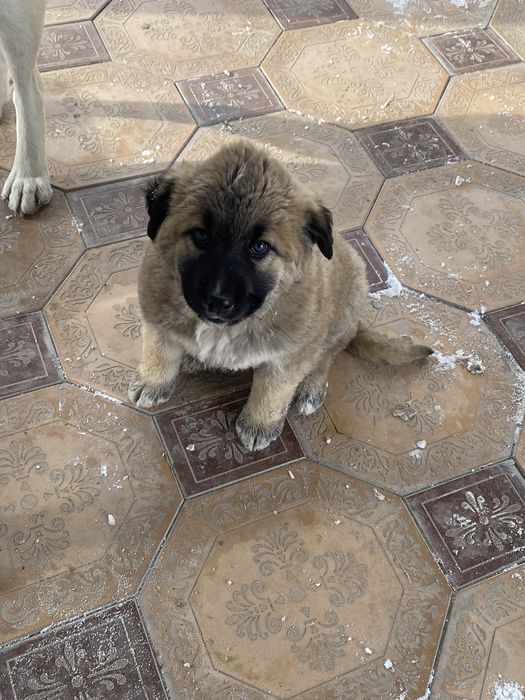 Төбет ит сатылады ұрғашы 2 айлық