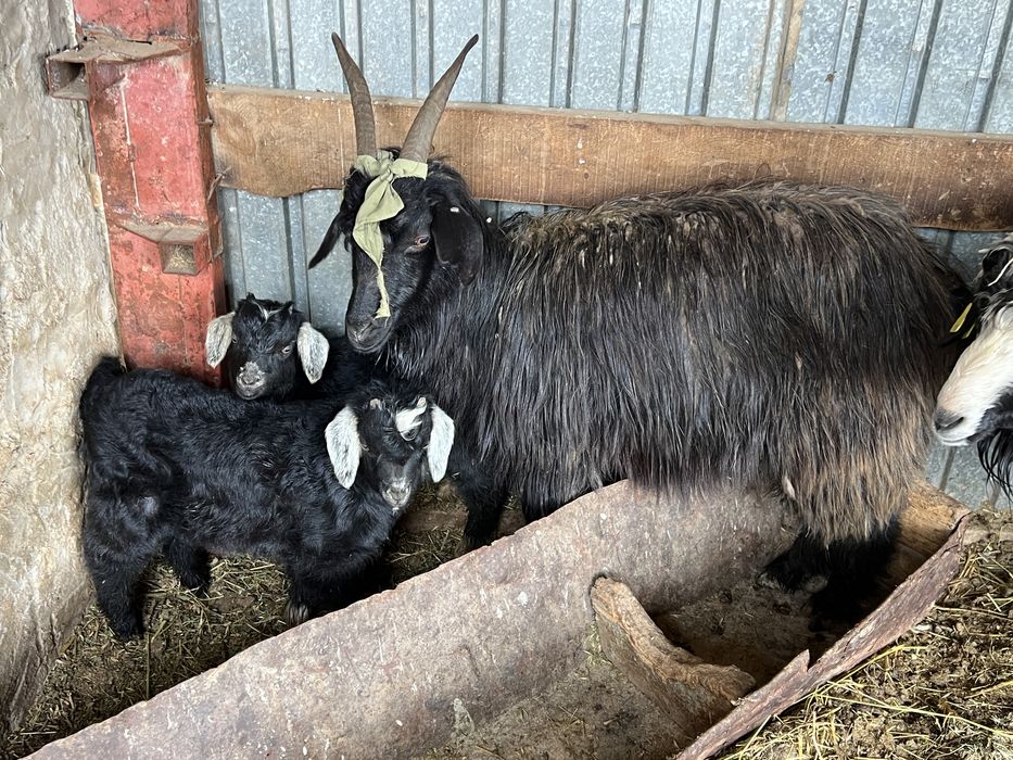 Ешкы лагымен лактыры еркек быреуынде егыз лак