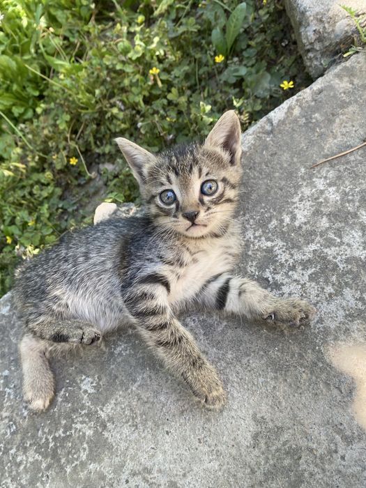 Бесплатно котята