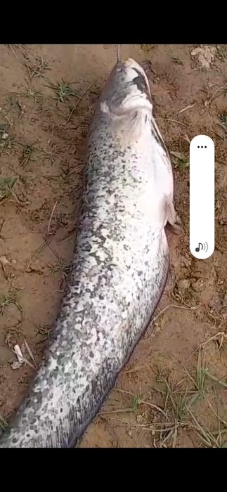 Саранча для рыбалки сома
