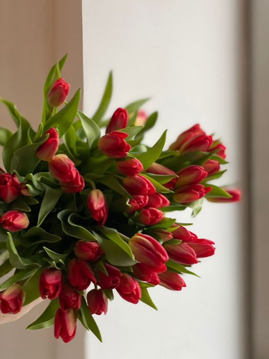 Тюльпаны оптом Атырау