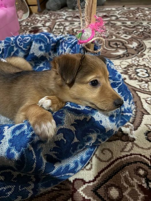 Собачка для хороших людей