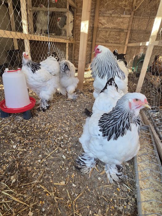 Oua incubat Brahma HD și Australorp disponibile