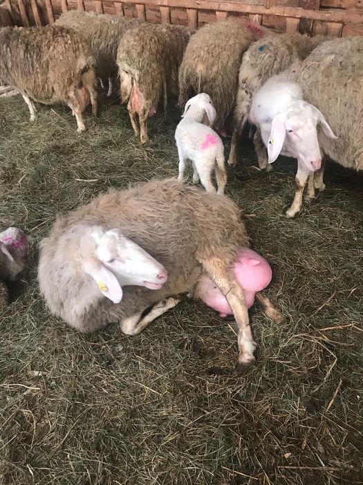 Mielute Assaf de vamzarw