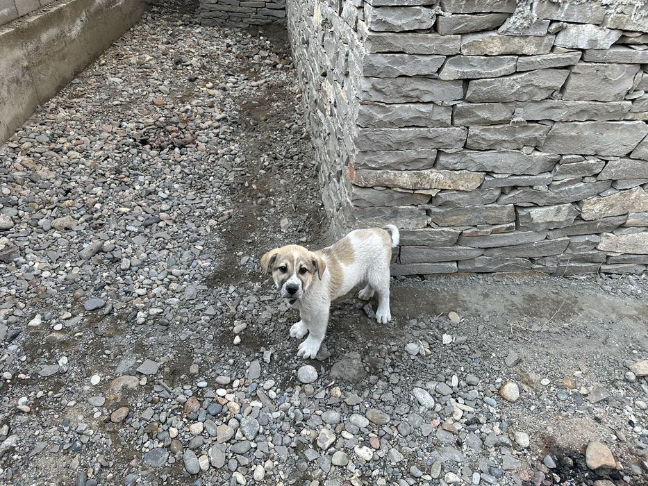 Собака алабай 2-3 месяца