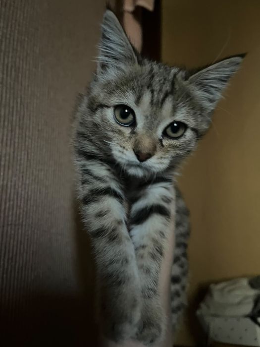 Отдам котёнка в добрые руки