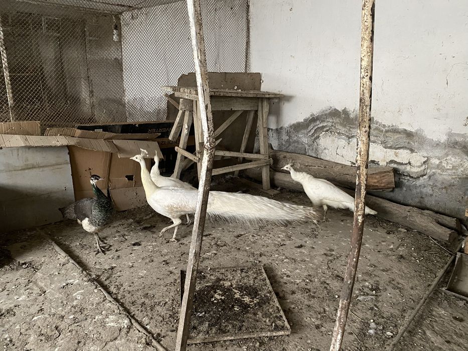 Ок товуслар сотилади