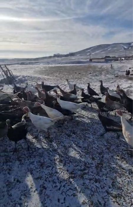 Индюки продается