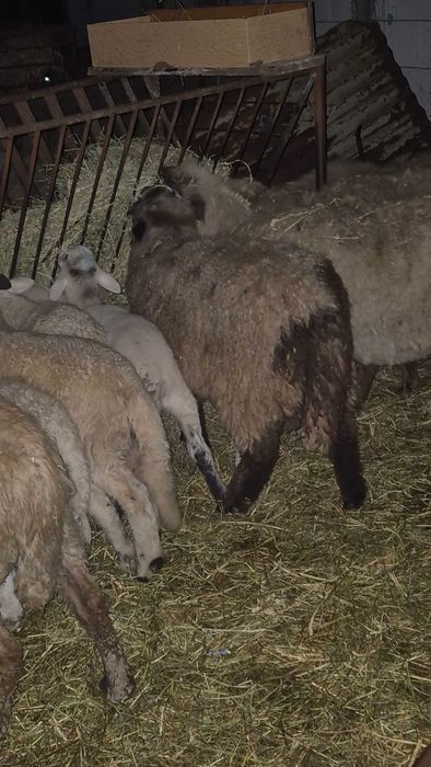 Miei de lapte pentru sacrificat