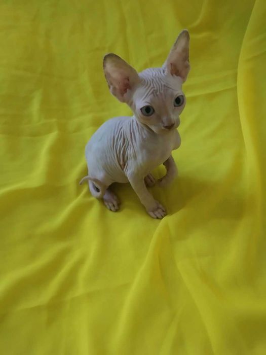 Здравствуйте  продаются котята канадского сфинкса