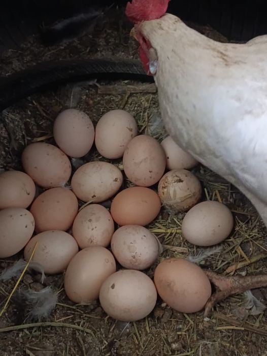Продаю белых кур несушек "Соня"