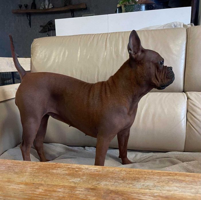 Подаряваме куче Chongqing Dog