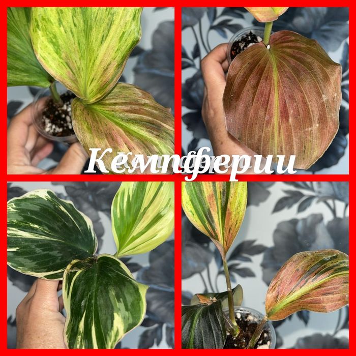 Колеусы филодендрон папоротник  Комнатные цветы кемпферии Наборы
