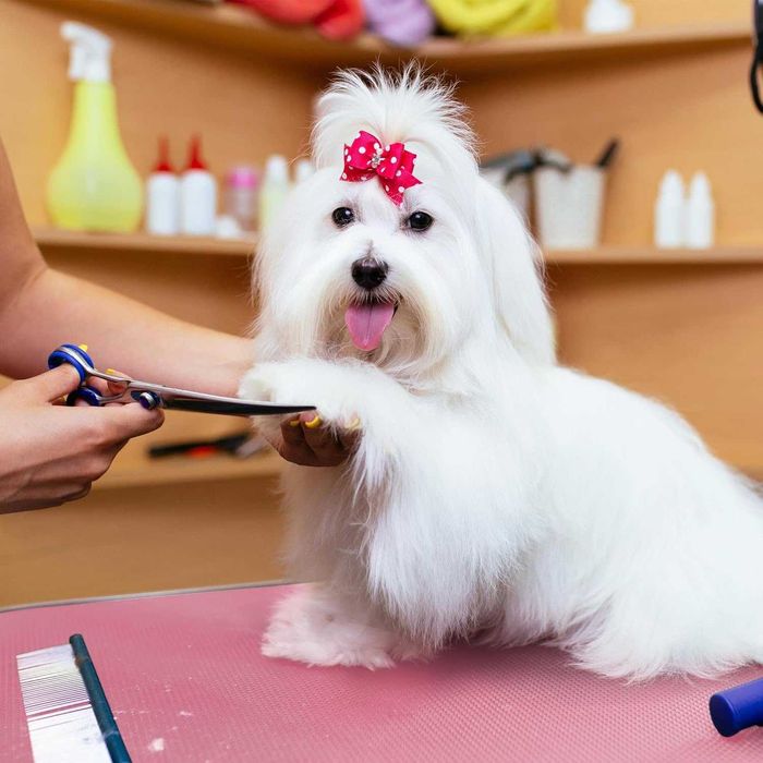 Masa tuns caini pisici reglabila cu cos 80 cm |S 591610 Pink