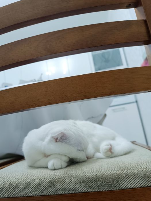 Вязка. Ищем породистого кота