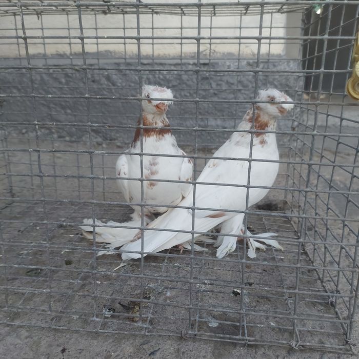 Гулбадам двух чуби самец самка