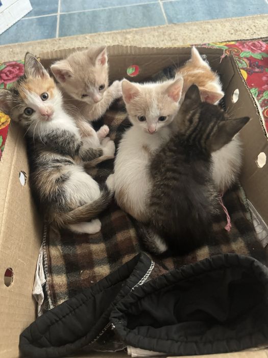 Котята отдам добрые руки