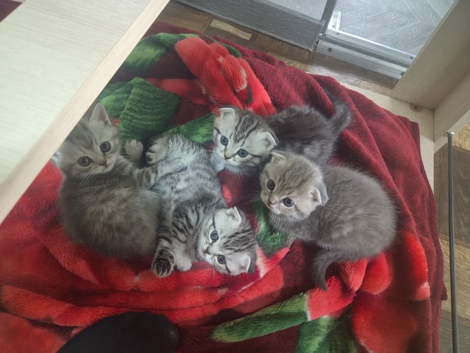 Котята Шотландские