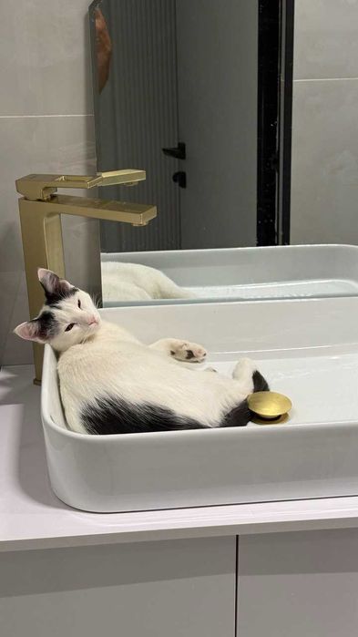 Кот отдам даром в хорошие руки