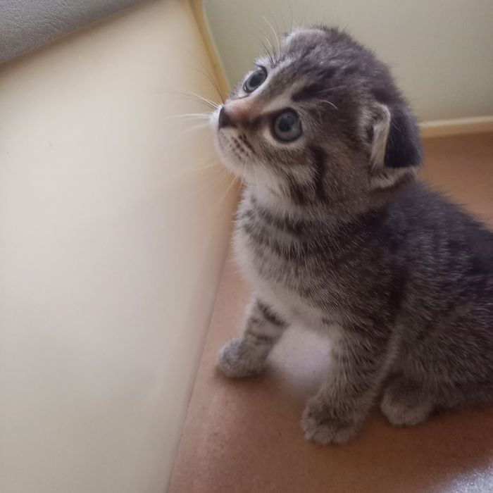 Вислоухий котёнок 1 мес{ дев}