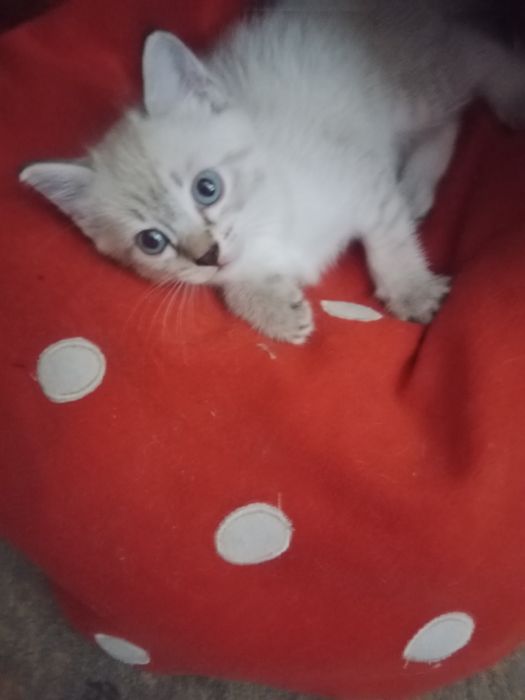 Отдам в хорошие руки