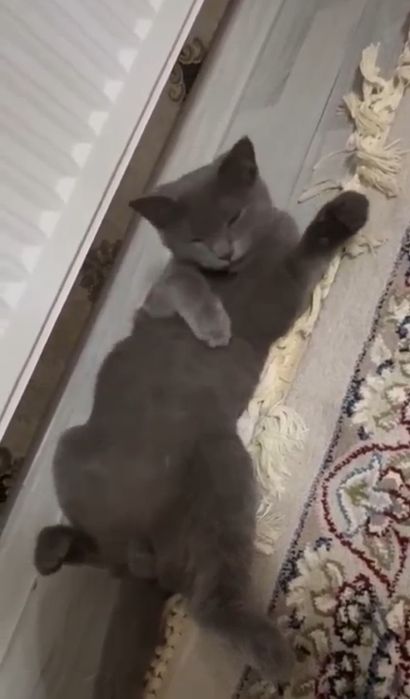 Mushuk sotiladi kul rang zotdor