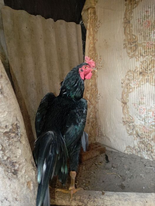 dakan xo'roz sotiladi