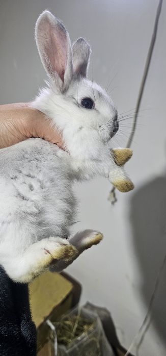 Семья кроликов. Қояндар отбасымен 3 көжегімен