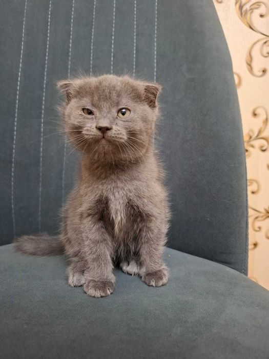 Британские котята