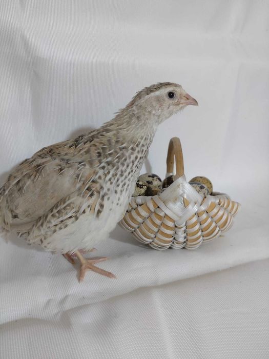 Ouă de prepeliță pentru consum sau incubat.