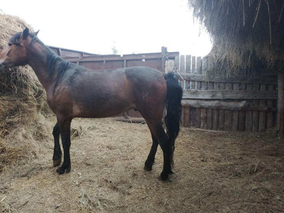 Жылқы сатылады құнан