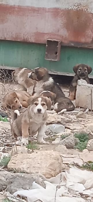 Щенки, отдам бесплатно