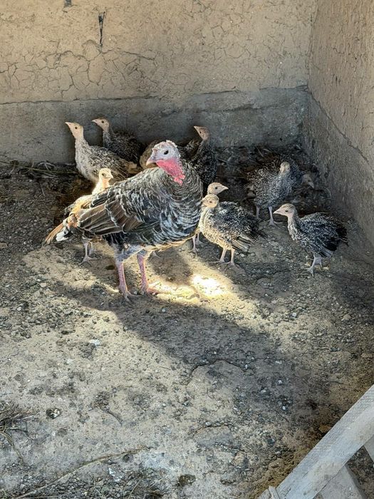 Продаются индюки и куры.
