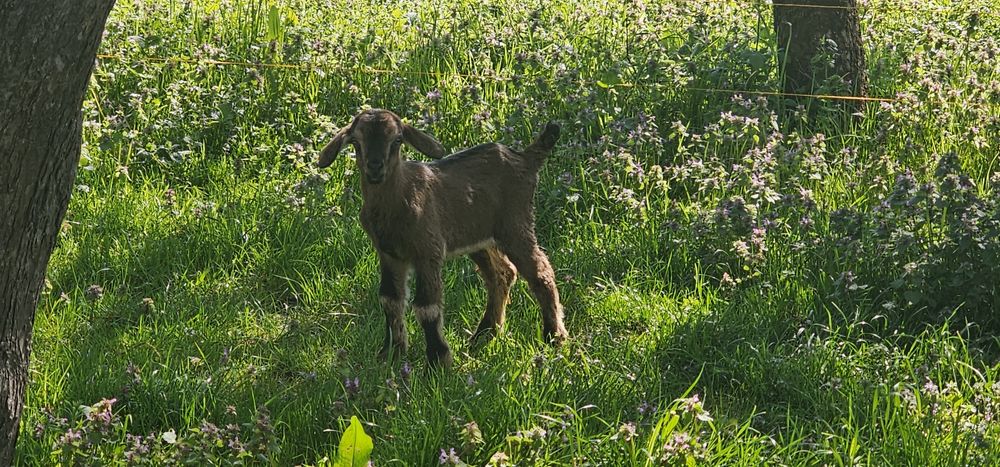 Vand capră metis Toggenburg