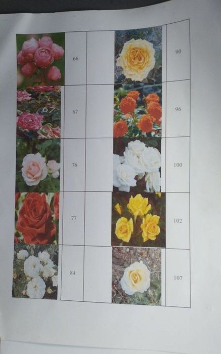 Trendiviy atirgul koʻchati donasi 4000 ming bunaqasi bozorda yoq