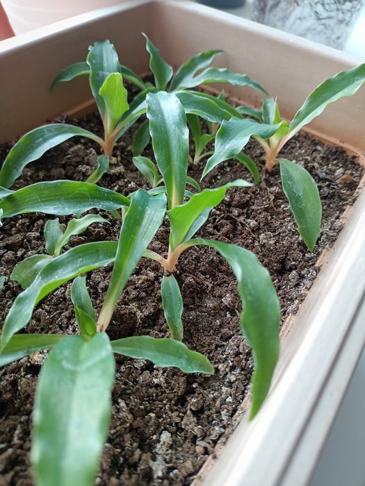 Хлорофитум Green Orange