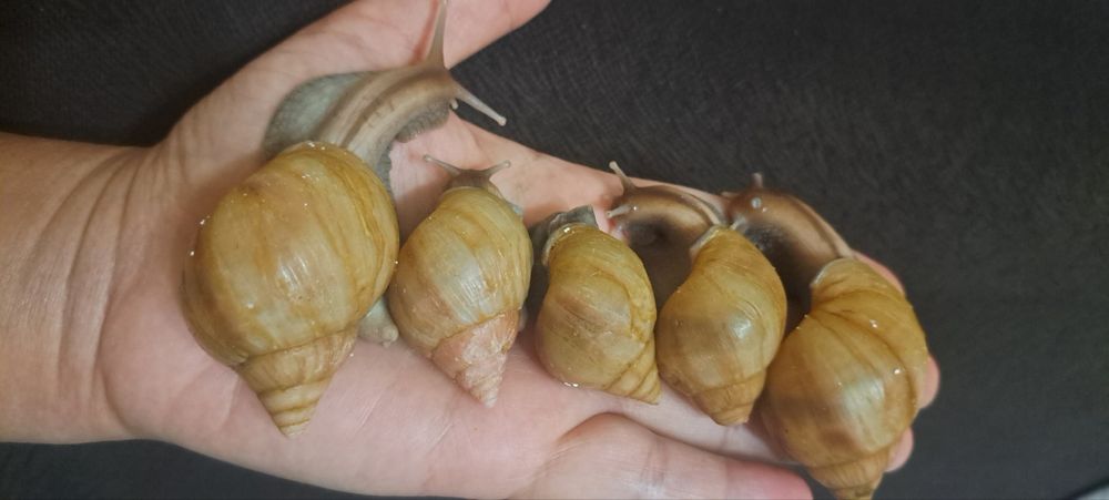 Живой Улитка | Крем