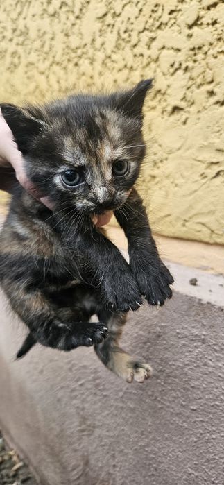 Pui de pisica spre adoptie