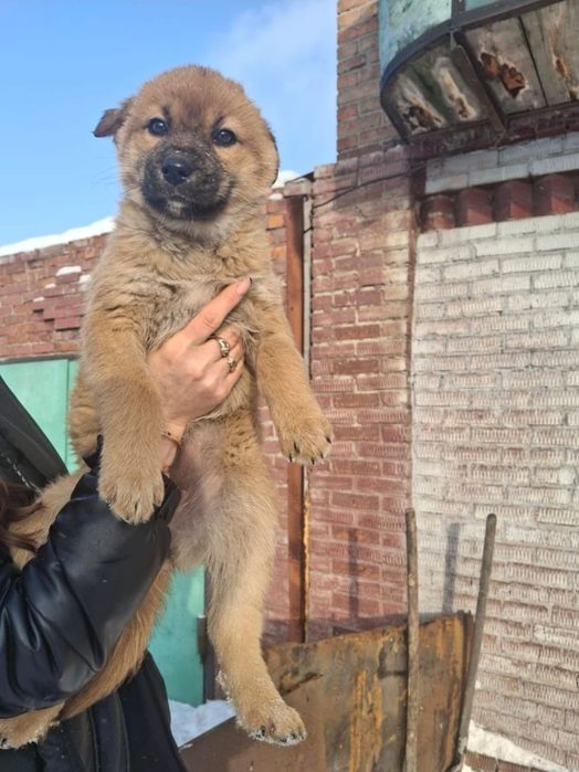 Отдам щенка в добрые руки