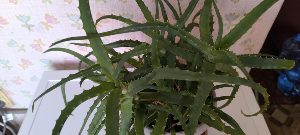 Алоэ взрослый лечебный